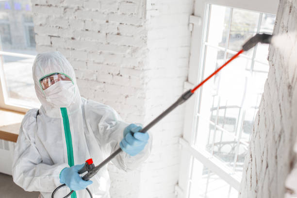 Best Specialized Mold Remediation in Humansville, MO